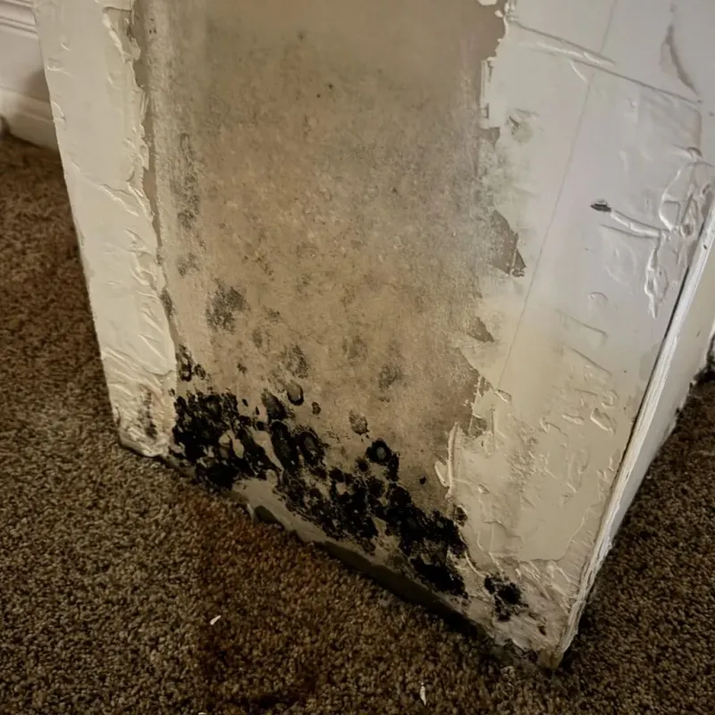 Professional Mold Removal in Hancock County, IN